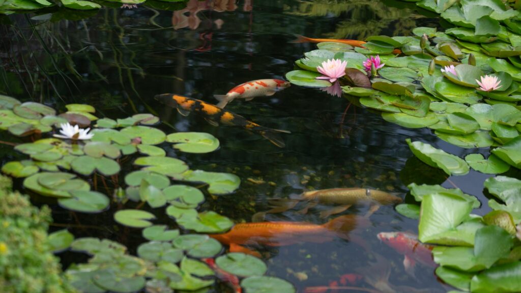 Keep your garden pond healthy all year round