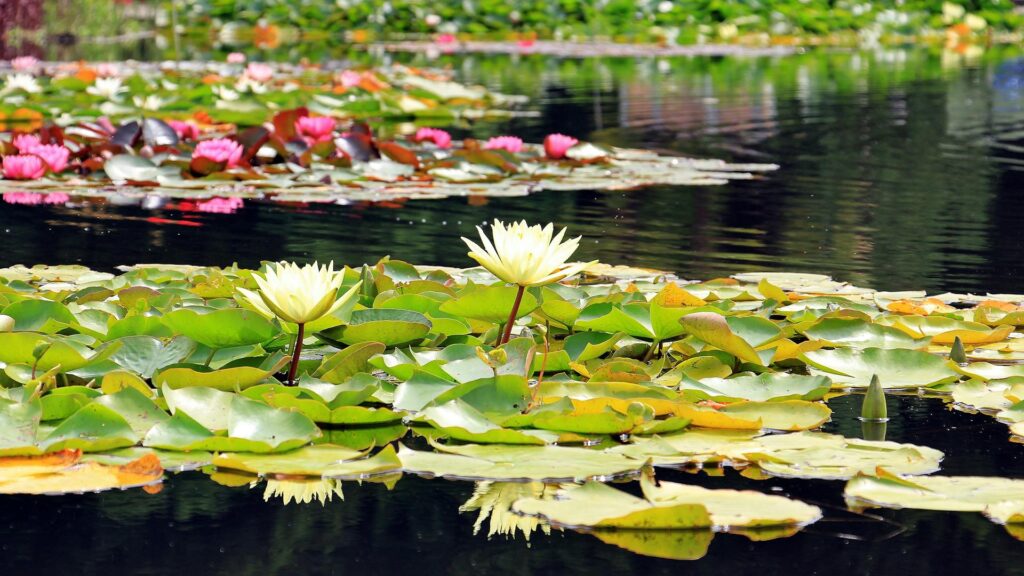 Pink and white water lilies floating on a garden pond